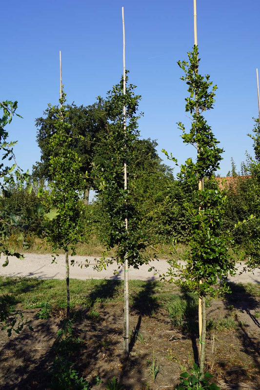 Quercus phillyreoides op stam op stam