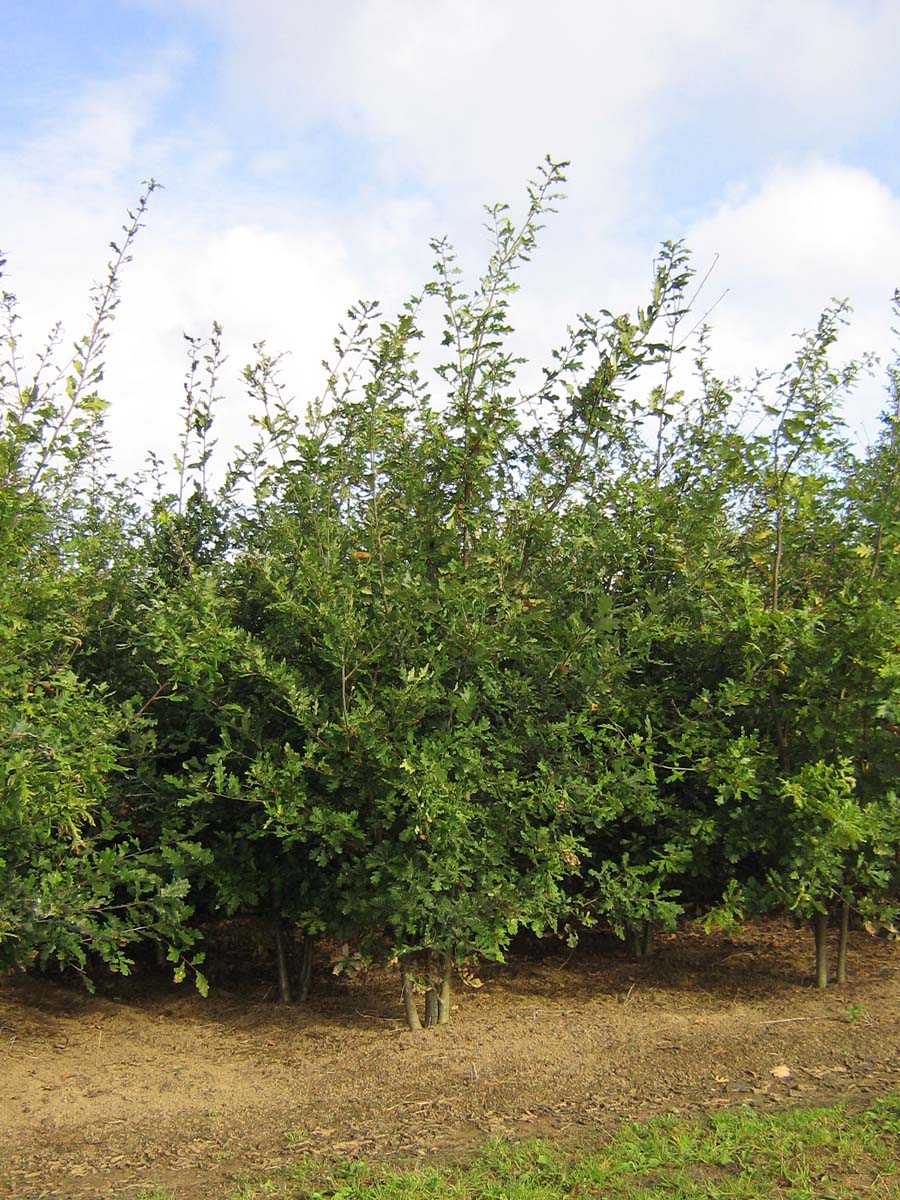 Quercus robur meerstammig / struik meerstammig