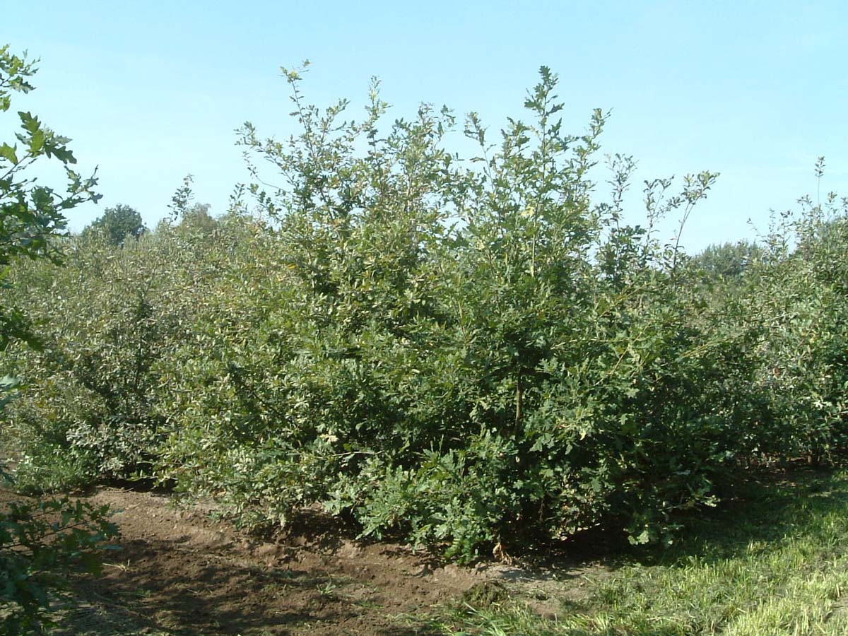 Quercus robur meerstammig / struik meerstammig