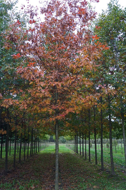 Quercus rubra op stam op stam