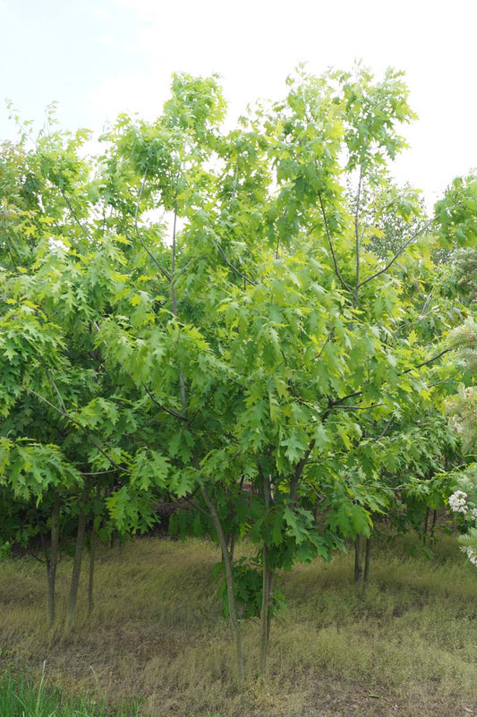 Quercus rubra meerstammig / struik meerstammig