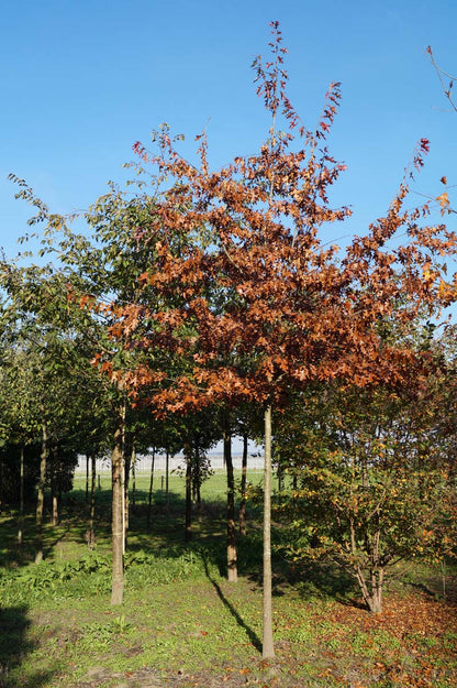 Quercus velutina op stam op stam