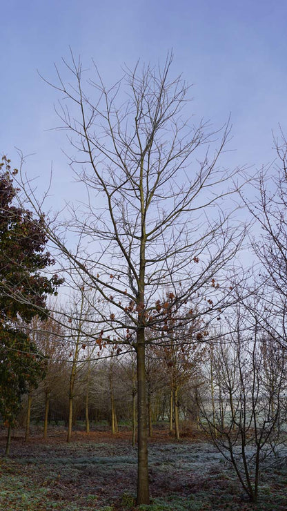 Quercus velutina op stam op stam