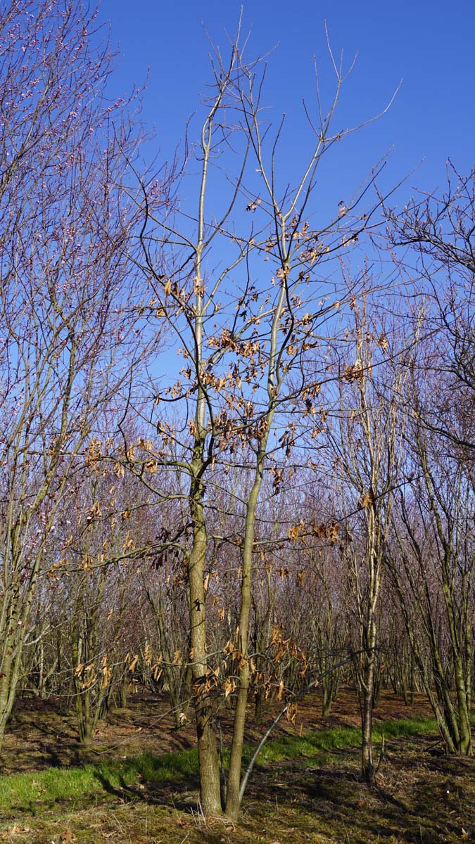 Quercus velutina meerstammig / struik meerstammig