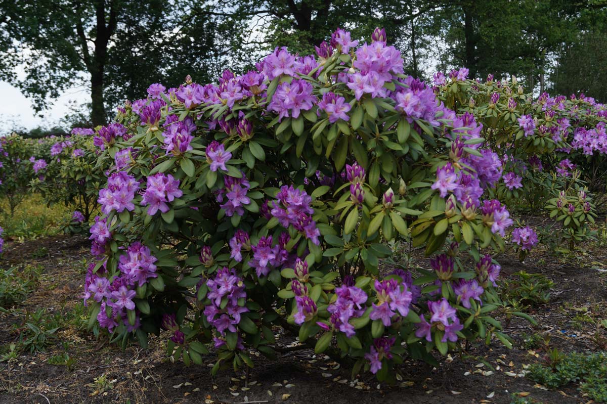 Rhododendron 'Catawbiense Boursault' meerstammig / struik struik