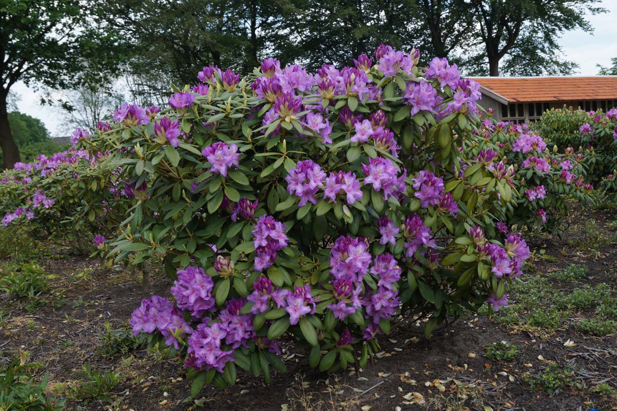 Rhododendron 'Catawbiense Boursault' meerstammig / struik struik