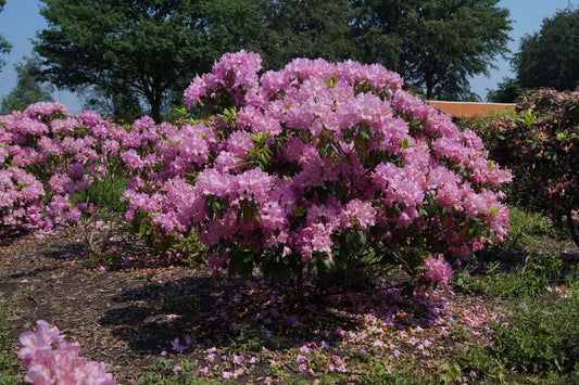 Rhododendron 'English Roseum' meerstammig / struik struik