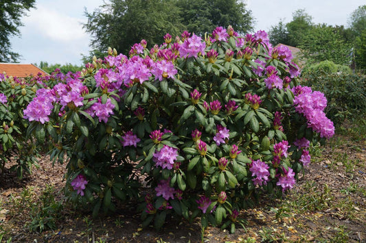 Rhododendron 'Roseum Elegans' meerstammig / struik struik