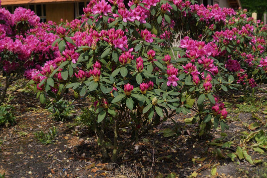 Rhododendron 'Salvini' meerstammig / struik struik