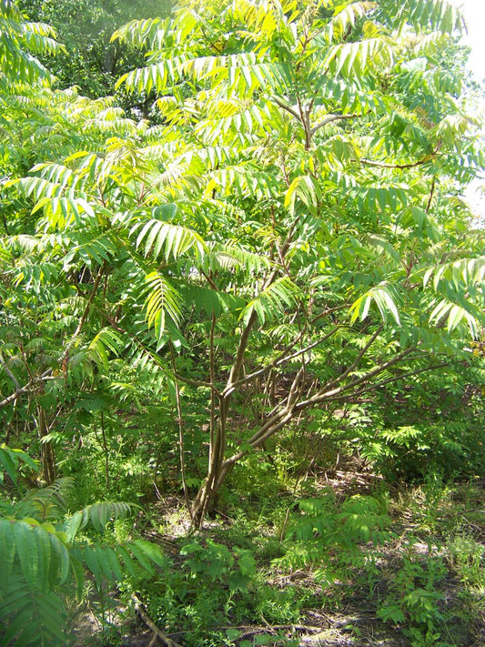 Rhus typhina meerstammig / struik struik