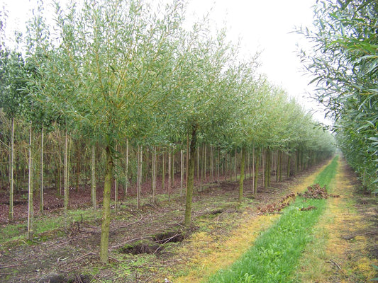 Salix alba 'Chermesina' op stam op stam