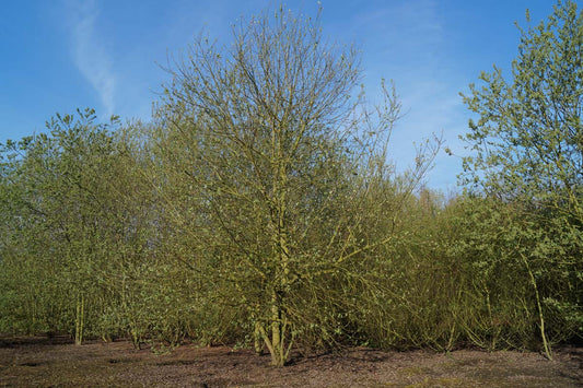 Salix caprea meerstammig / struik meerstammig