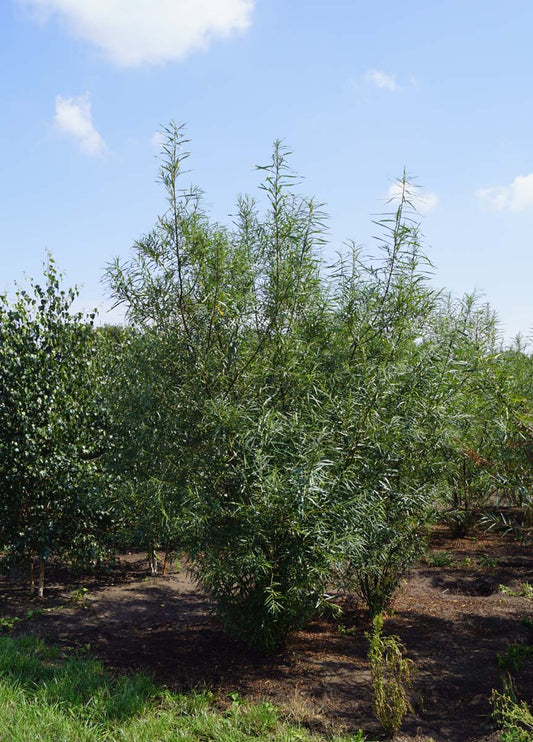 Salix fragilis meerstammig / struik meerstammig