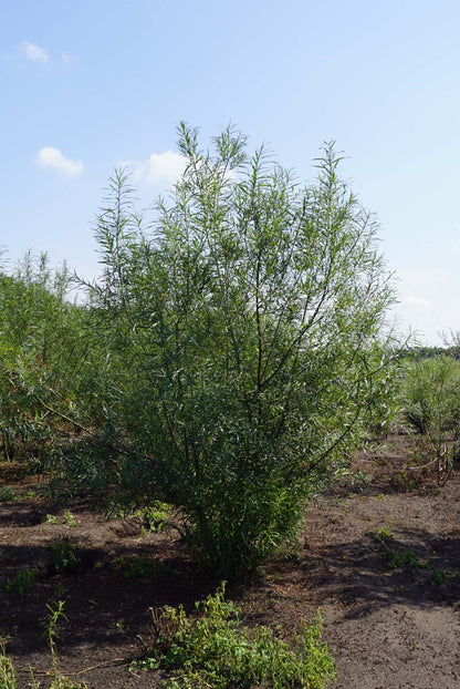 Salix fragilis meerstammig / struik meerstammig