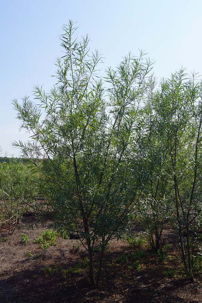 Salix fragilis meerstammig / struik meerstammig