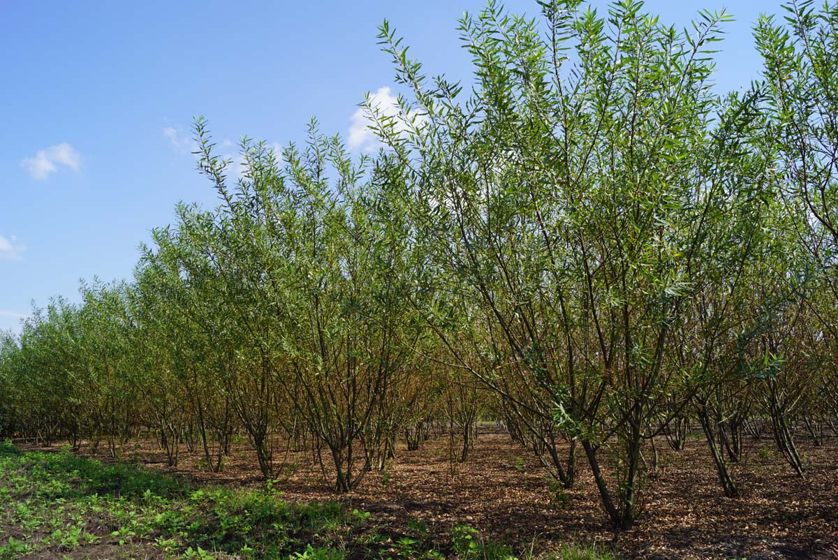 Salix triandra meerstammig / struik meerstammig