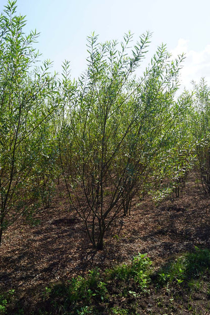 Salix triandra meerstammig / struik meerstammig