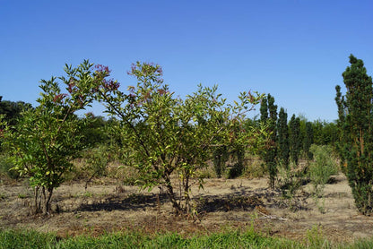 Sambucus nigra meerstammig / struik struik