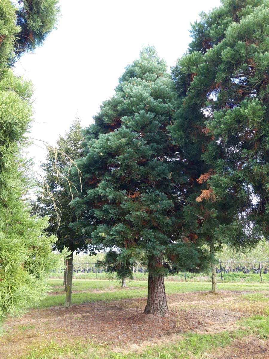 Sequoiadendron giganteum solitair solitair