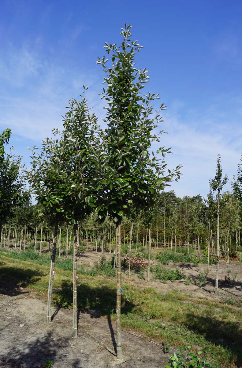 Sorbus aria 'Gigantea' op stam