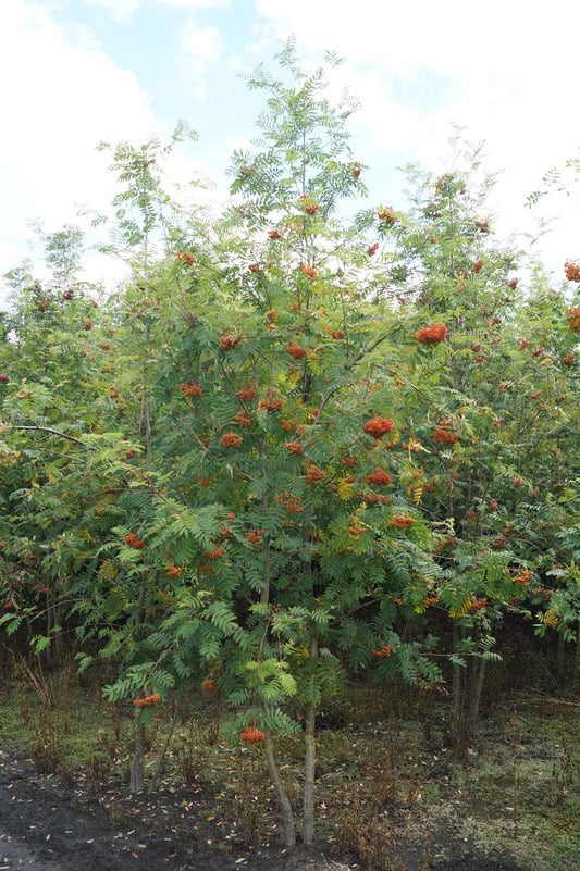 Sorbus aucuparia meerstammig / struik meerstammig