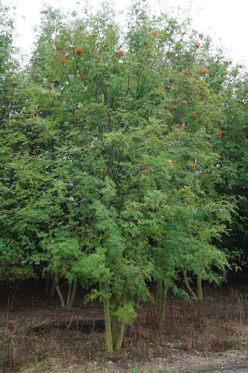 Sorbus aucuparia meerstammig / struik meerstammig