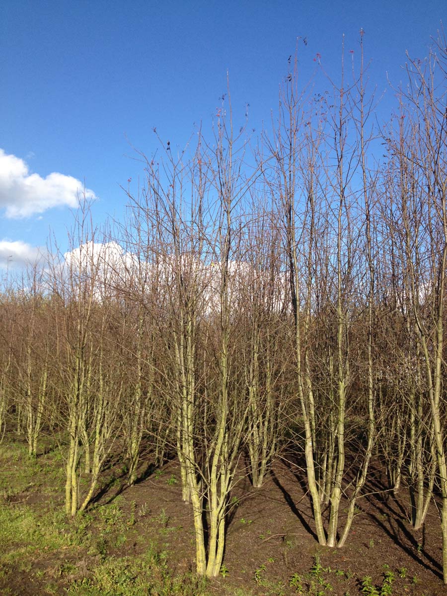 Sorbus aucuparia meerstammig / struik meerstammig