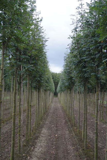 Sorbus aucuparia edulis op stam op stam