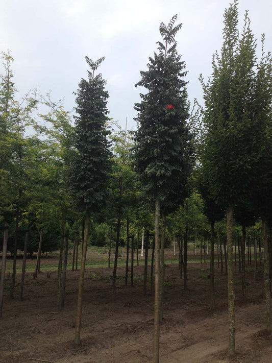 Sorbus aucuparia 'Fastigiata' op stam