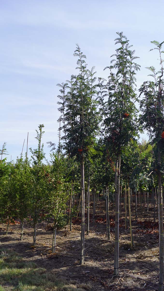 Sorbus scalaris op stam