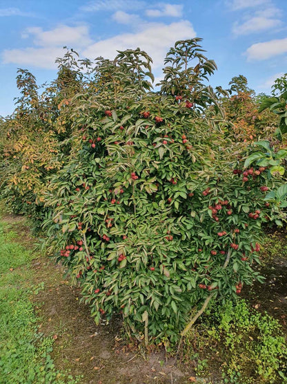 Staphylea colchica meerstammig / struik struik