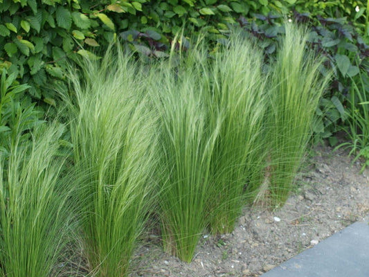 Stipa tenuissima