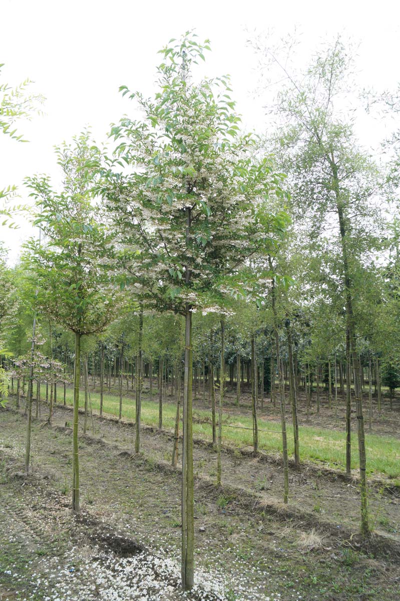 Styrax japonicus Fargesii Group op stam op stam