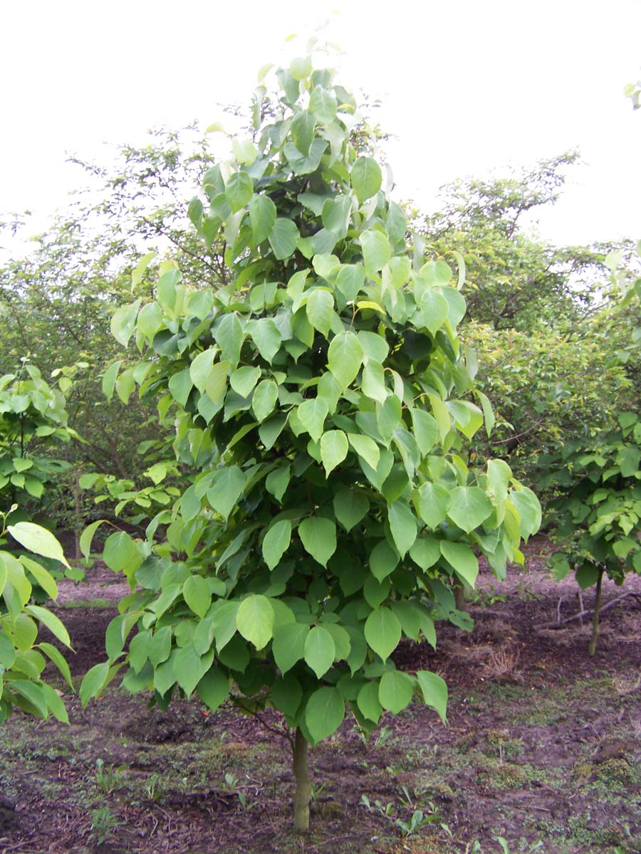 Styrax obassia solitair solitair