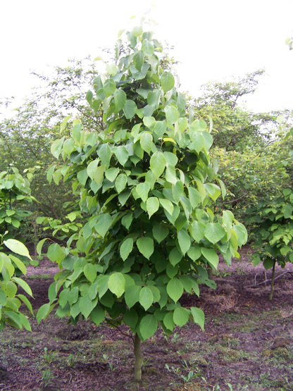 Styrax obassia solitair solitair