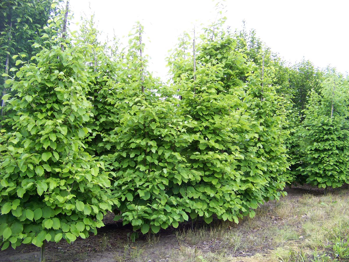 Styrax obassia solitair solitair