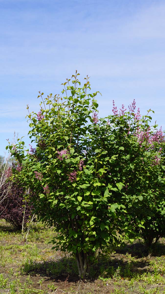 Syringa josikaea meerstammig / struik struik