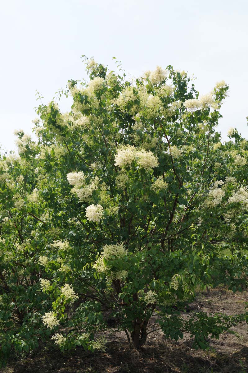 Syringa pekinensis 'China Snow' meerstammig / struik struik