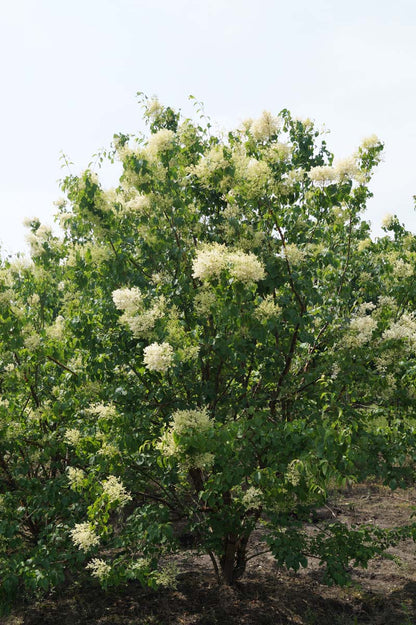 Syringa pekinensis 'China Snow' meerstammig / struik struik