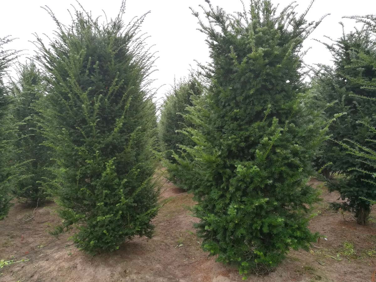 Taxus baccata solitair solitair