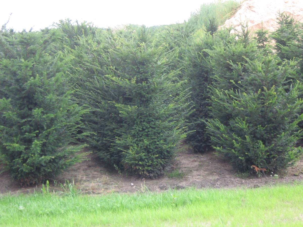 Taxus baccata solitair solitair