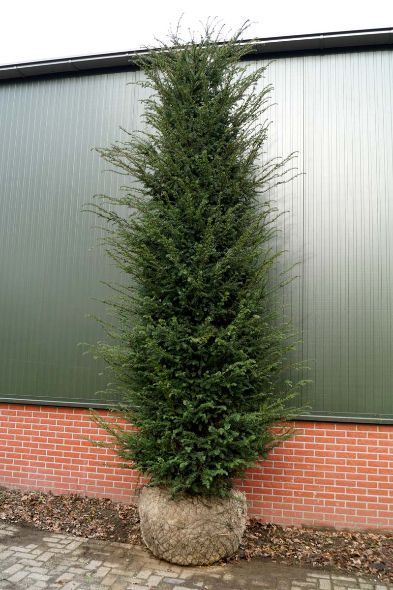 Taxus baccata solitair solitair