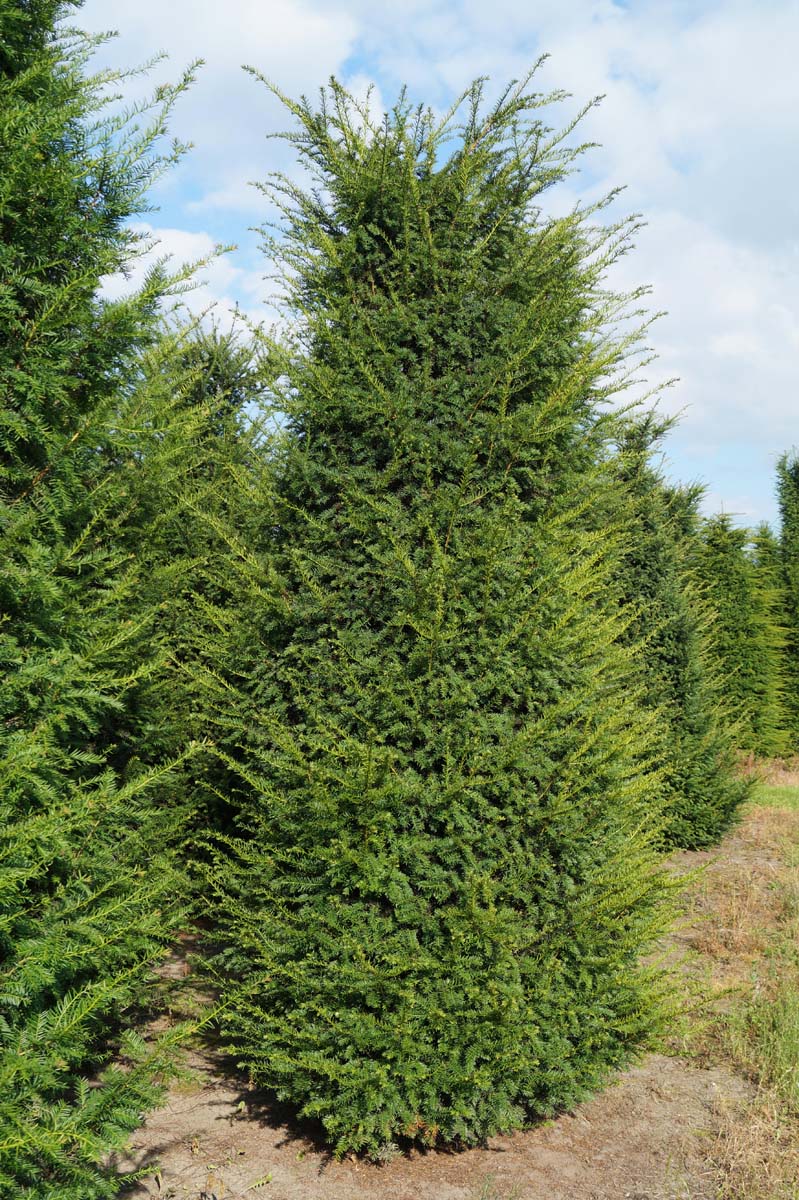 Taxus baccata solitair solitair