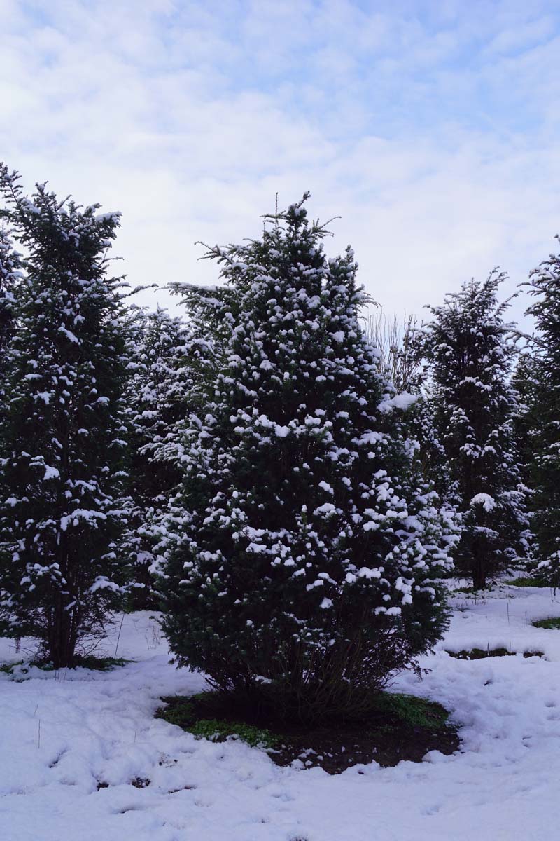 Taxus baccata solitair solitair