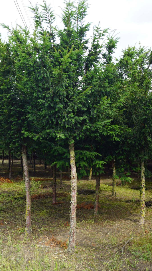 Taxus baccata op stam op stam