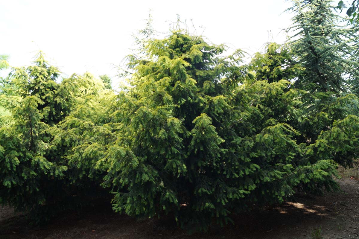 Taxus baccata 'Dovastonii Aurea' solitair