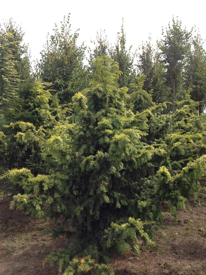 Taxus baccata 'Dovastonii Aurea' solitair