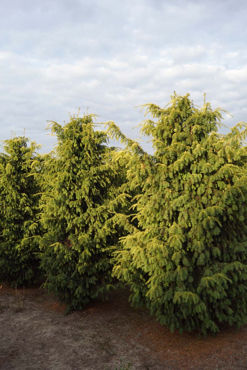 Taxus baccata 'Dovastonii Aurea' solitair