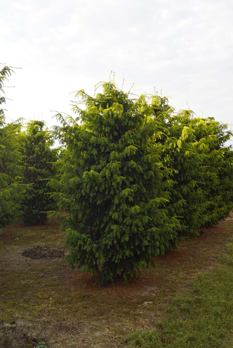 Taxus baccata 'Dovastonii Aurea' solitair