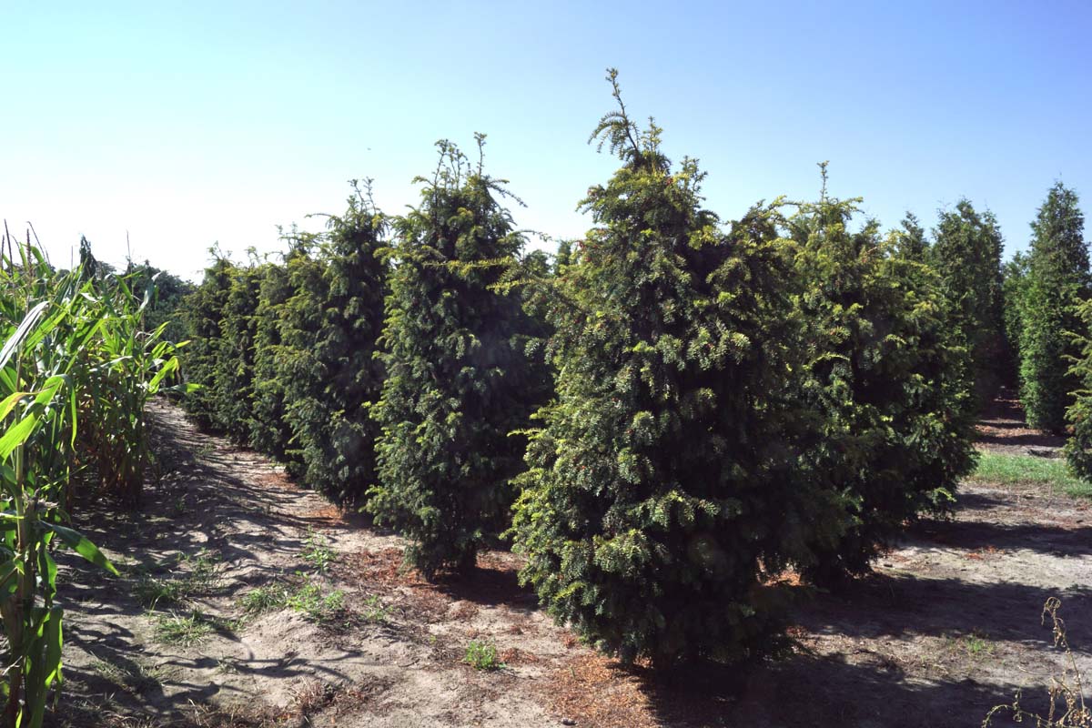 Taxus baccata 'Dovastonii Aurea' solitair